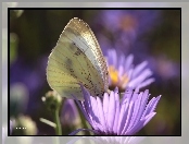 Astry, Motyl, Bielinek