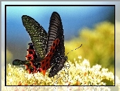 Motyl, Czerwony, Kwiaty, Białe, Czarno
