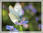 Biały, Motyl, Bielinek