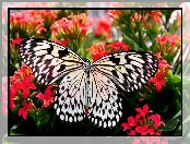 Motyl, Zbliżenie, Czarno-biały, Kwiaty