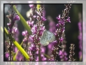Kwiaty, Fioletowe, Motyl, Biały, Bielinek