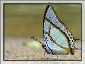 Motyl, Paski, Biały, Miodowe