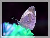 Motyl, Bielinek