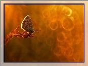 Bokeh, Motyl, Modraszek
