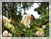 Motyl, Ogród, Budleja, Monarch