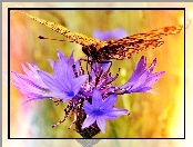 Motyl, Chaber
