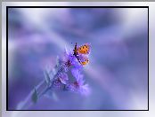 Chabry, Motyl, Kwiaty