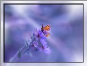 Chabry, Motyl, Kwiaty
