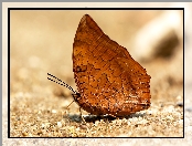 Motyl, Piasek, Brązowy, Charaxes marmax