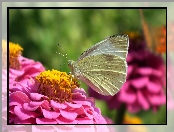 Cynia, Motyl, Bielinek