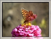 Dostojka, Cynia, Motyl, Latonia
