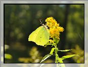 Motyl, Latolistek cytrynek