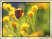 Motyl, Kwiaty, Czerwończyk, Owad