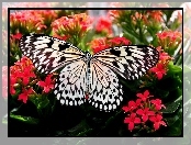 Czerwone, Motyl, Kwiatki