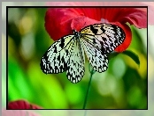Motyl, Biały, Kwiat, Czerwony, Czarno