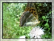 Motyl, Dostojka