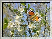 Drzewo, Motyl, Kwitnące