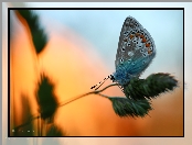 Źdźbło, Motyl, Modraszek