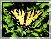 Żeglarz, Motyl, Paź