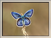 Fractalius, Motyl, Niebieski