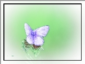 Motyl, Fractalius