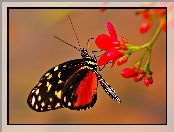 Motyl, Frezja