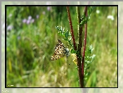 Motyl, Gazka