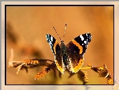 Motyl, Gałązka