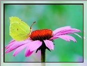 Gerbera, Motyl, Cytrynek