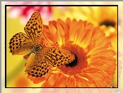 Gerbera, Motyl, Pomarańczowa