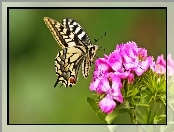 Paź, Goździki, Motyl, Królowej