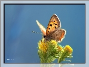 Grafika, Motyl, Kwiaty