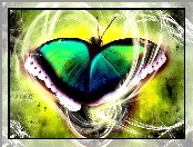 Motyl, Grafika