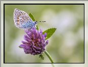 Kwiat, Roślina, Koniczyna, Motyl, Modraszek ikar