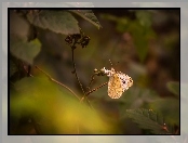 Motyl, Kapustnik