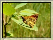 Motyl, Liść, Owad, Karłątek kniejnik