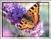 Kwiaty, Rusałka pokrzywnik, Motyl