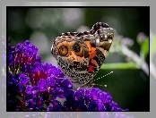 Motyl, Kwiaty, Kolorowy, Fioletowe