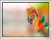 Motyl, Makro, Kolorowy, Kwiat