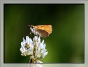 Motyl, Koniczyna