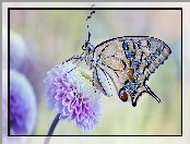 Fioletowy, Kwiat, Makro, Motyl, Paź królowej