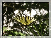 Królowej, Motyl, Paź