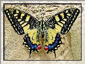 Królowej, Motyl, Paź