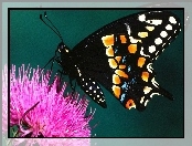 Kwiat, Motyl