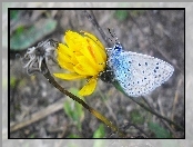 Motyl, Kwiat