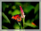 Motyl, Kwiat