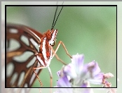 Motyl, Kwiat