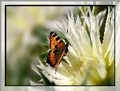 Kwiat, Motyl