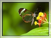 Motyl, Kwiat