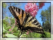 Motyl, Kwiat